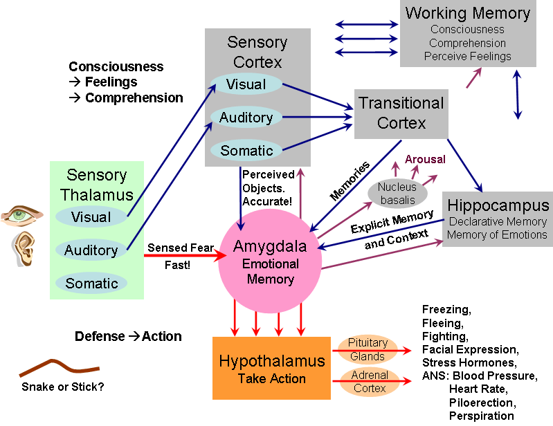 Emotional Brain Map